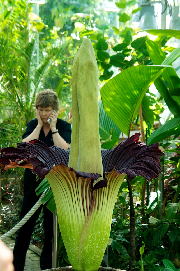 آمورفوفالوس تیتانوم